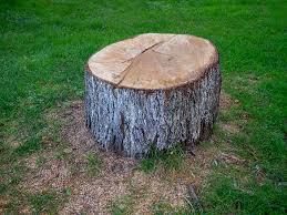 Best Hazardous Tree Removal  in Macon, IL