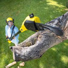Best Tree Preservation Services  in Macon, IL