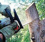 Best Tree Disease Treatment  in Macon, IL