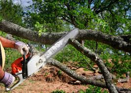 Best Storm Damage Tree Cleanup  in Macon, IL