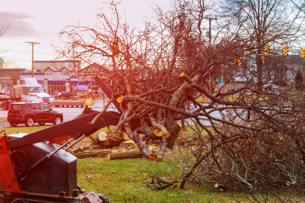 Trusted Macon, IL Tree Care Experts