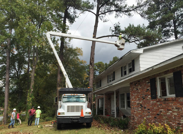 Best Tree Maintenance Programs  in Macon, IL