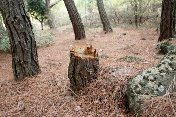 Best Tree Removal  in Macon, IL