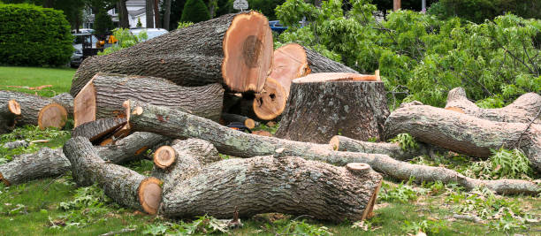 Best Tree Risk Assessment  in Macon, IL