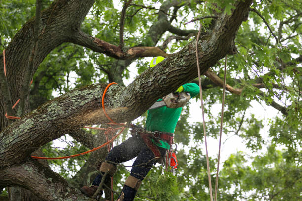 Best Pest Control for Lawns  in Macon, IL