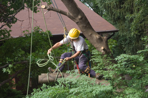 Best Emergency Tree Removal  in Macon, IL