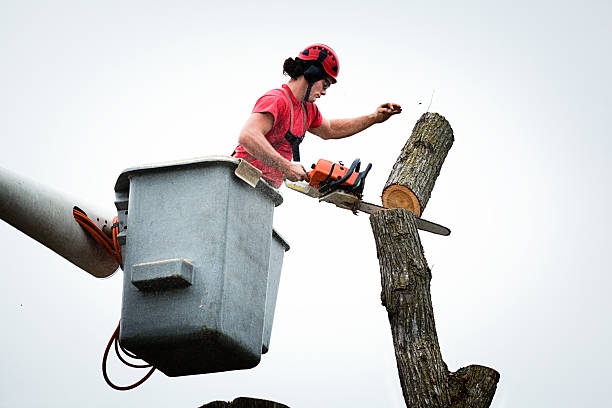 Best Tree Trimming and Pruning  in Macon, IL